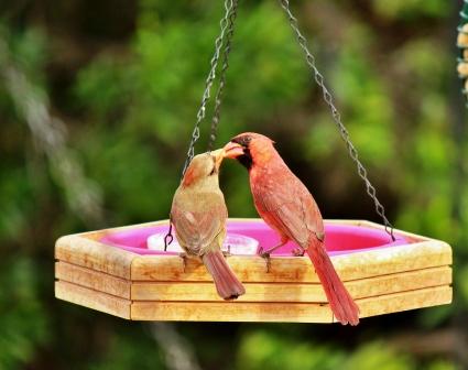 Cardinal Pair