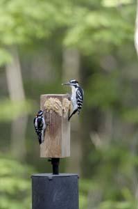 Downy and Hairy WP Eating Bark Butter Downy and Hairy WP Eating Bark Butter